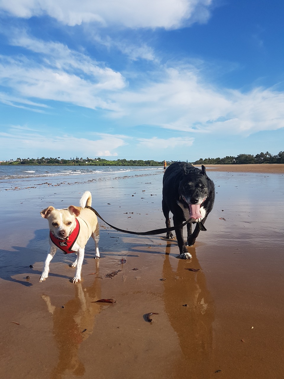 Image - beach dogs sunny summer pet