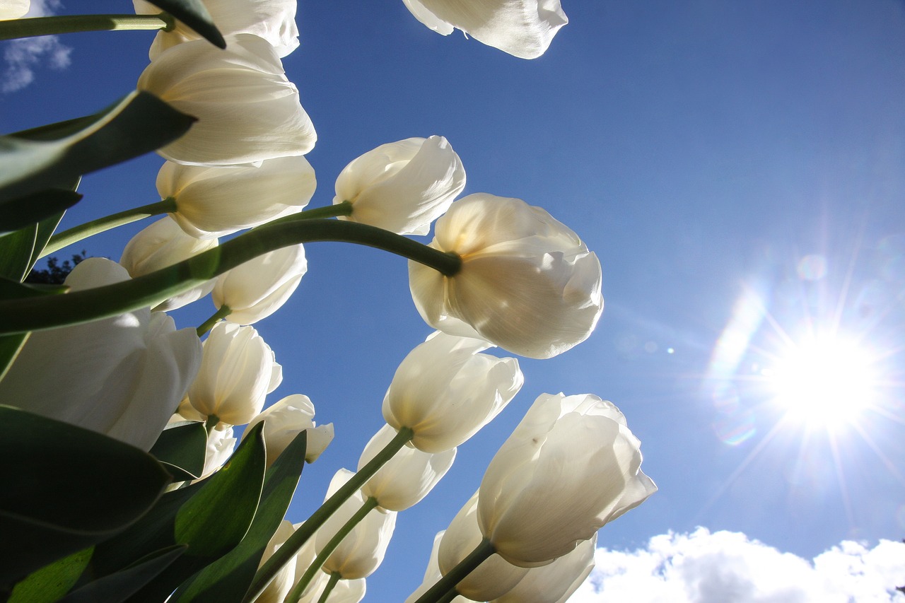 Image - tulips look up nature flower