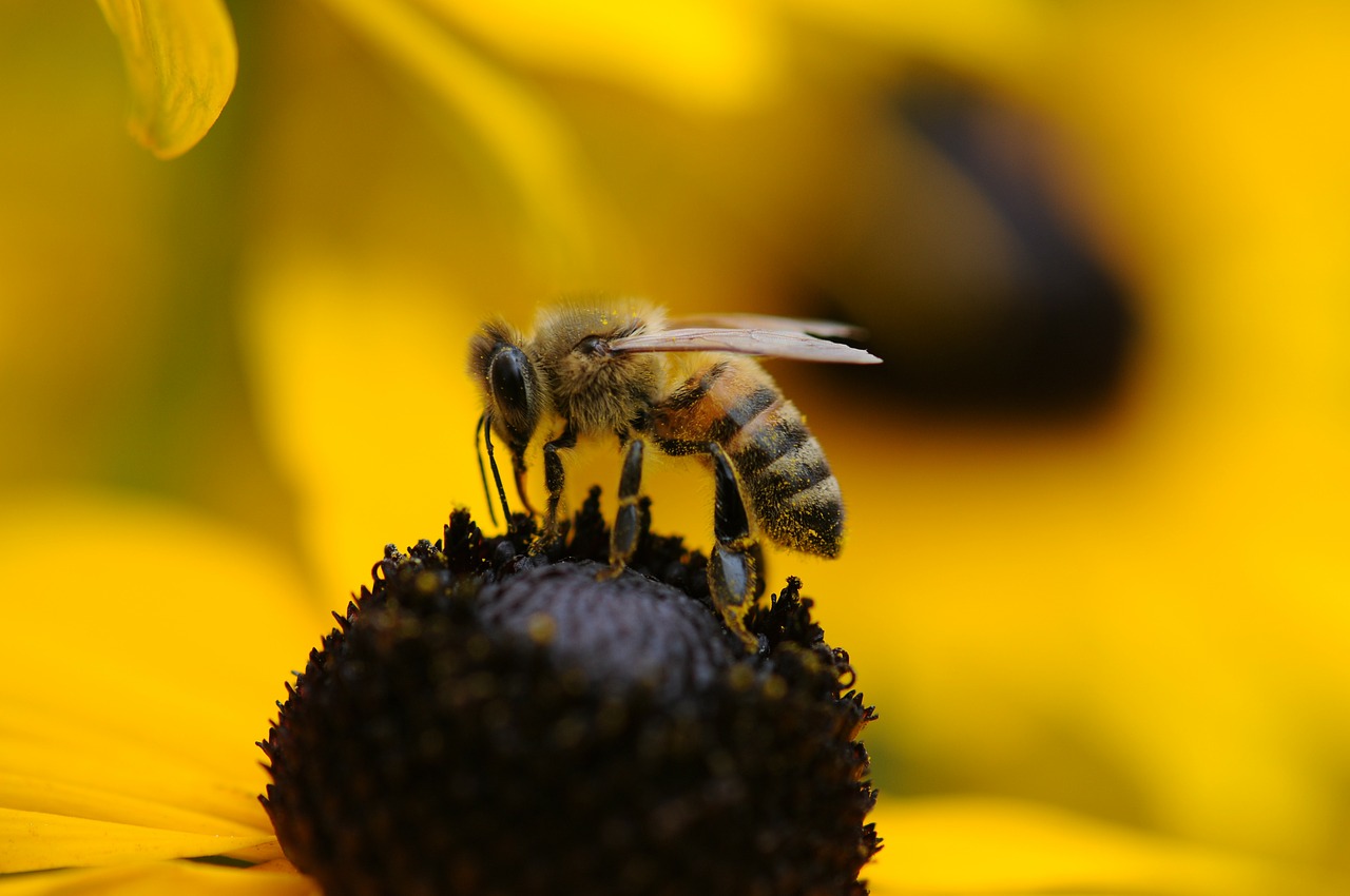 Image - bee wasp spring flower yellow