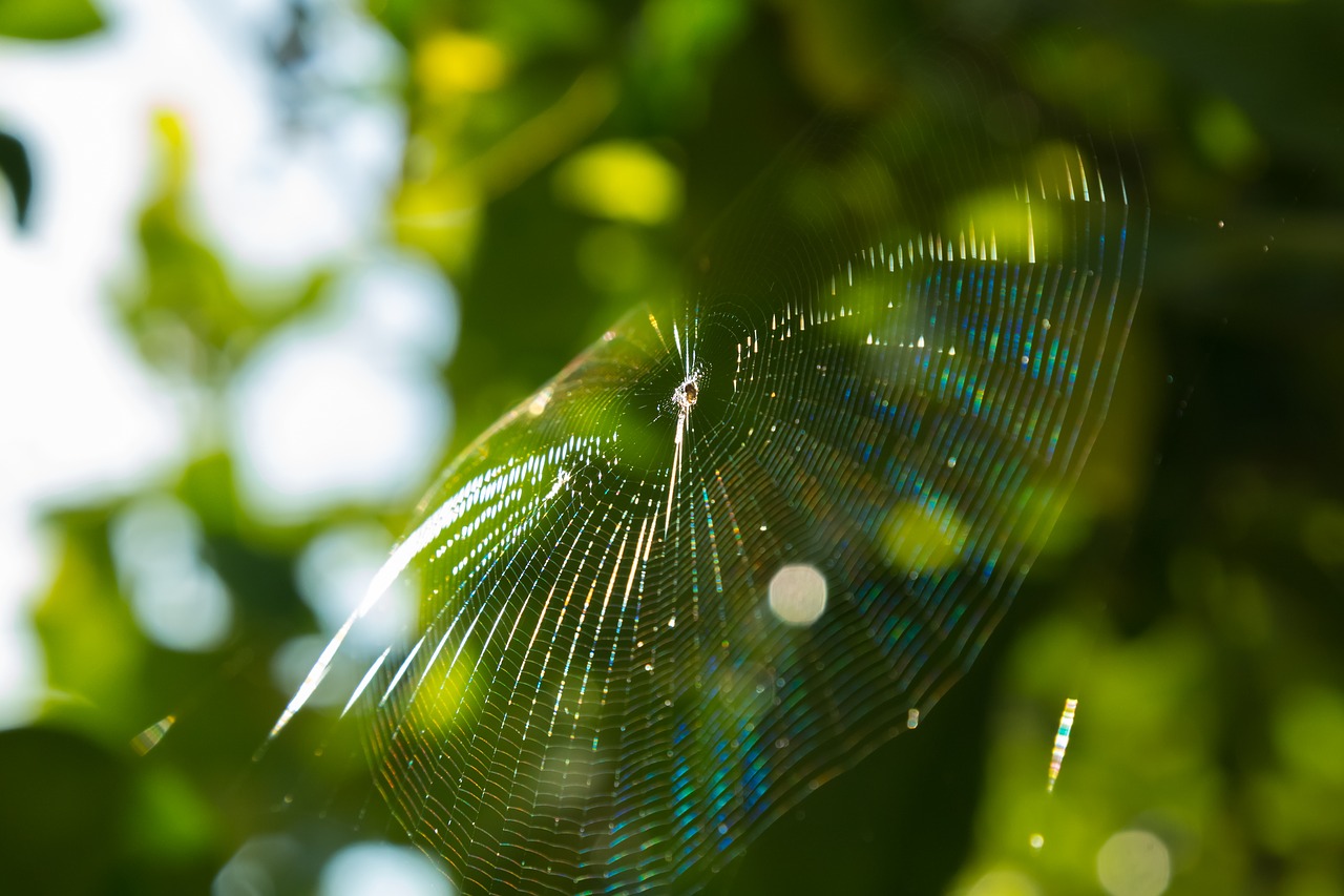 Image - spider web spider web garden