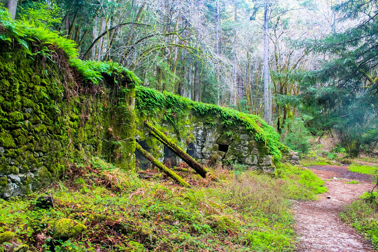 Image - forest usa california nature park