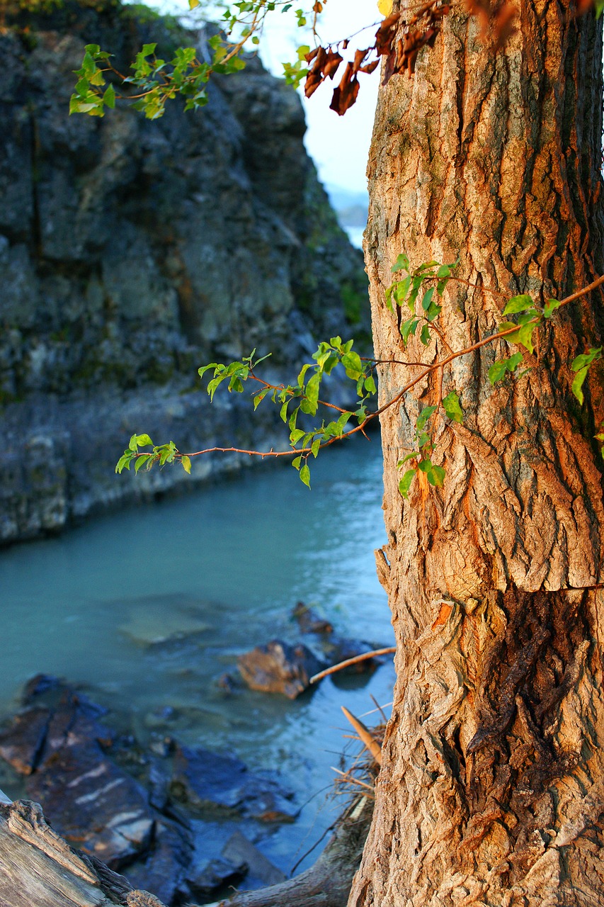 Image - tree rock mountain altai landscape