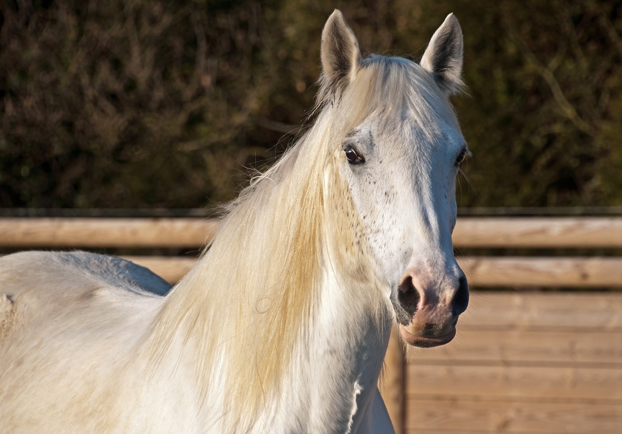 Image - horse white mare portrait