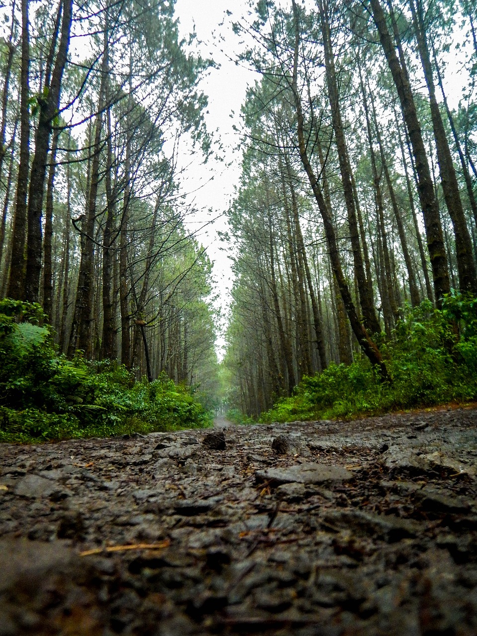 Image - road trail pine