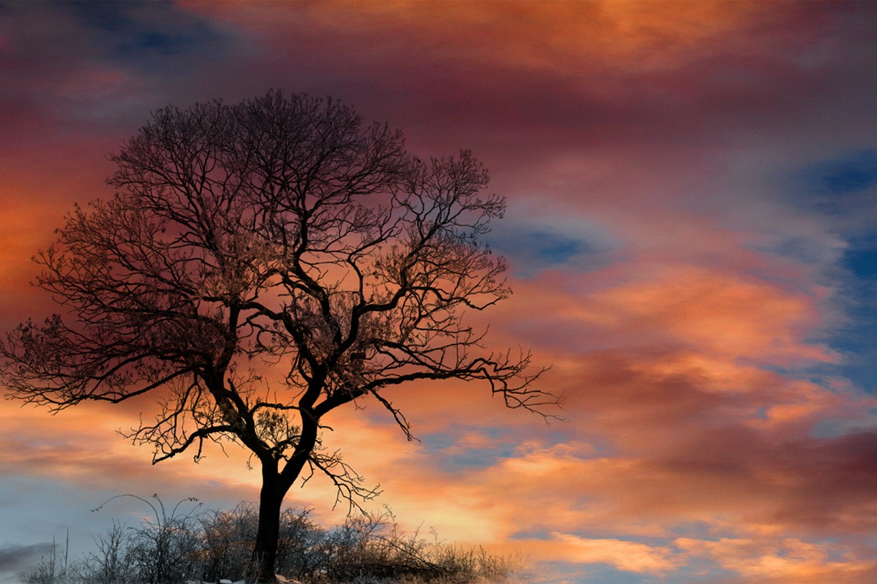 Image - dramatic sky clouds tree silhouette