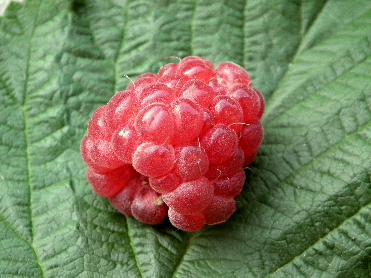 Image - berry raspberry fruit red sweet