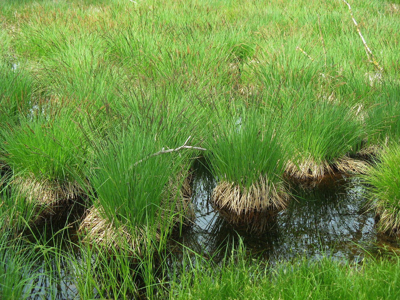 Image - moor reed grass