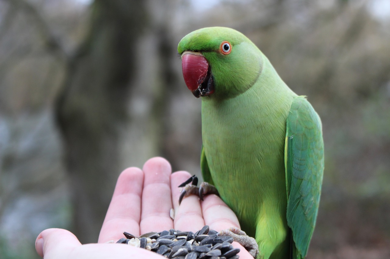 Image - parakeet bird nature green animals