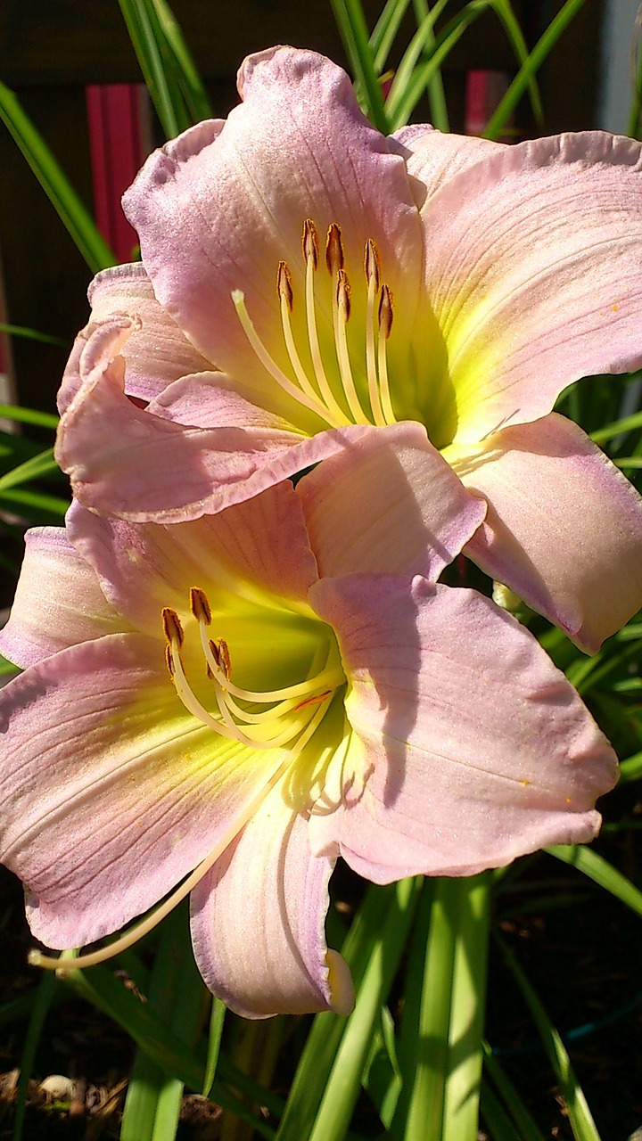 Image - lily flower pink daylily close