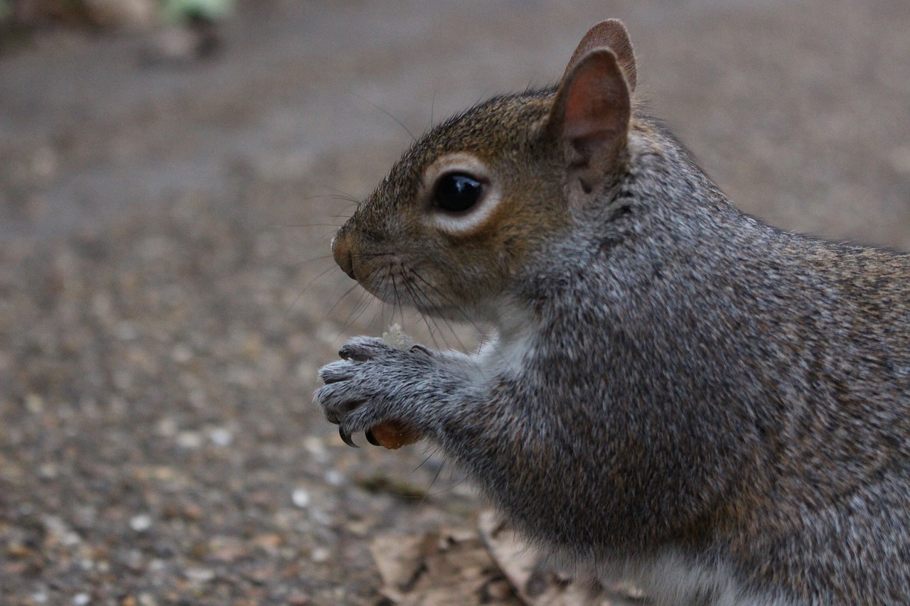 Image - squirrel nature park promenade