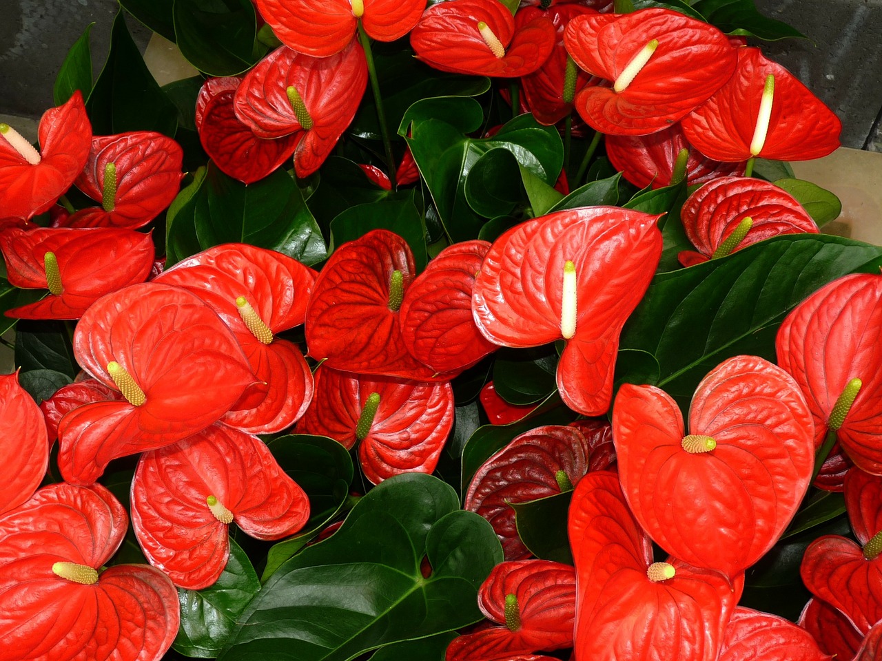 Image - anthurium leaf flamingo flower
