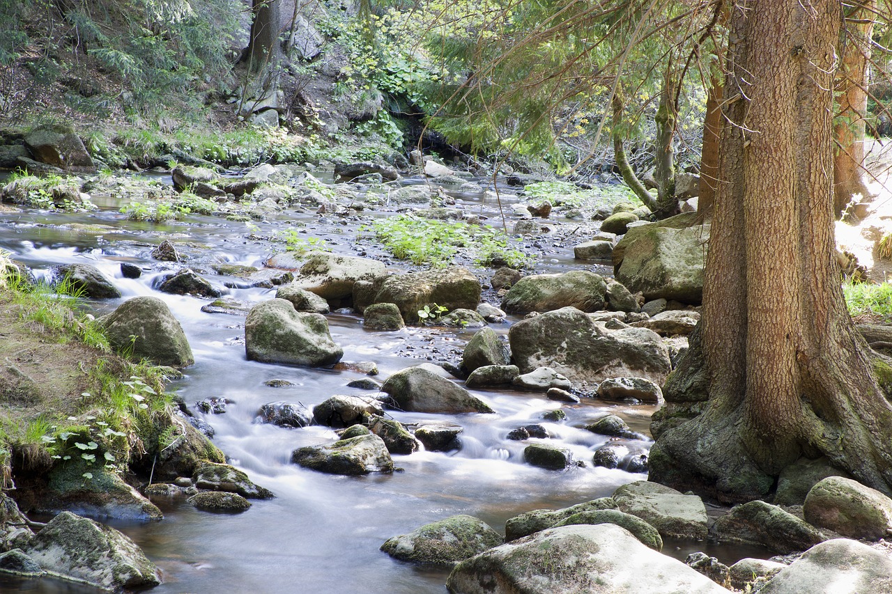 Image - river water forest nature idyllic