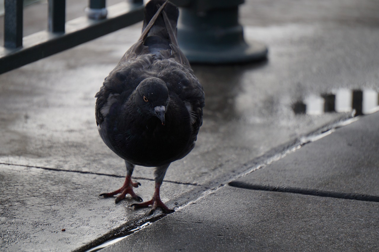 Image - dove rain bird america bad weather