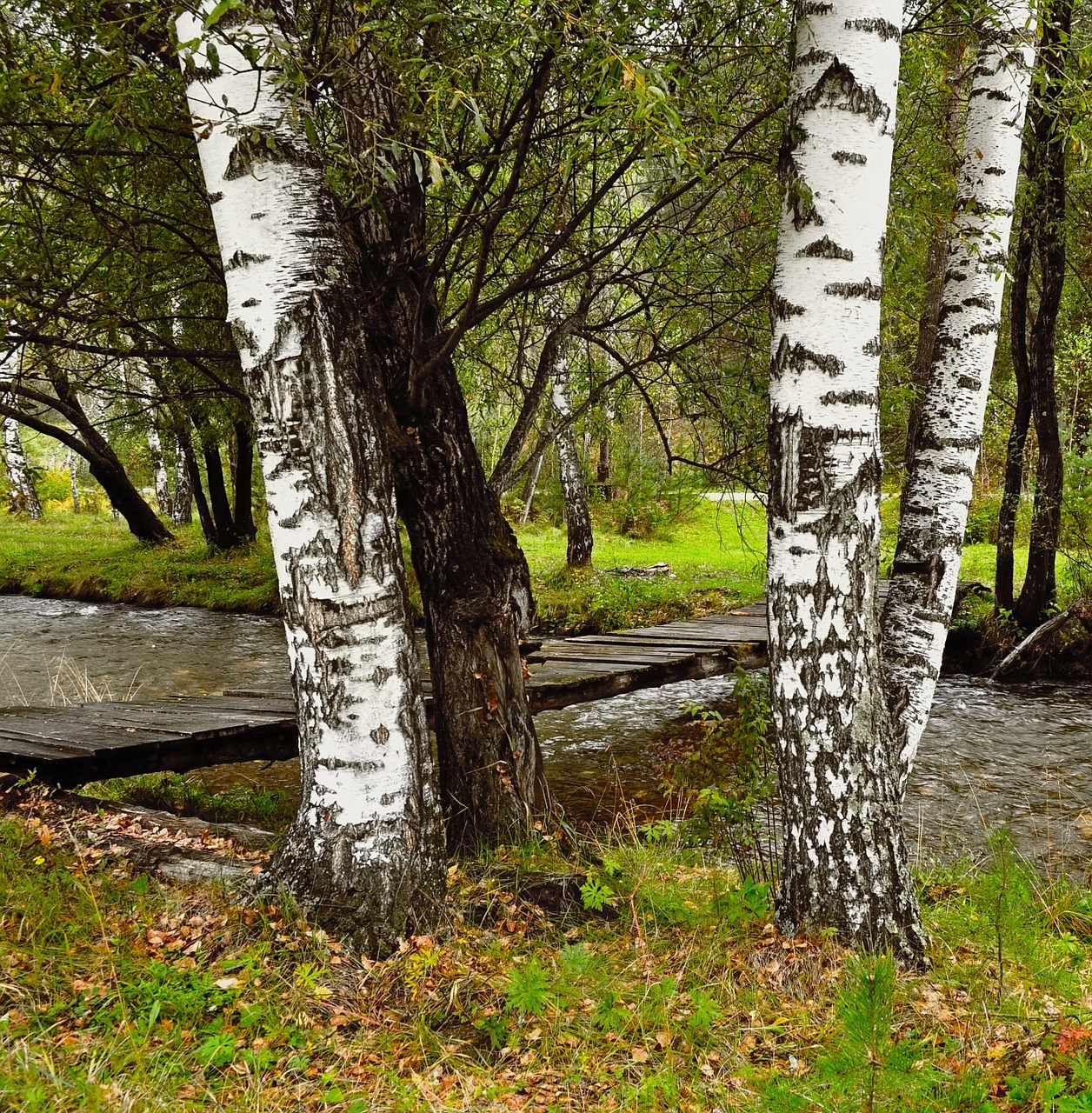 Image - birch trees river bridge forest