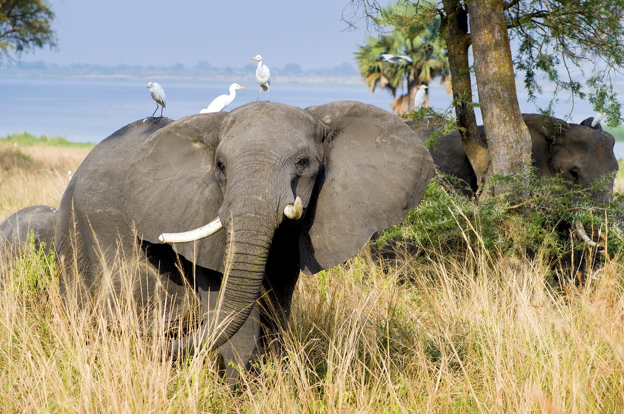 Image - elephant murchison national park