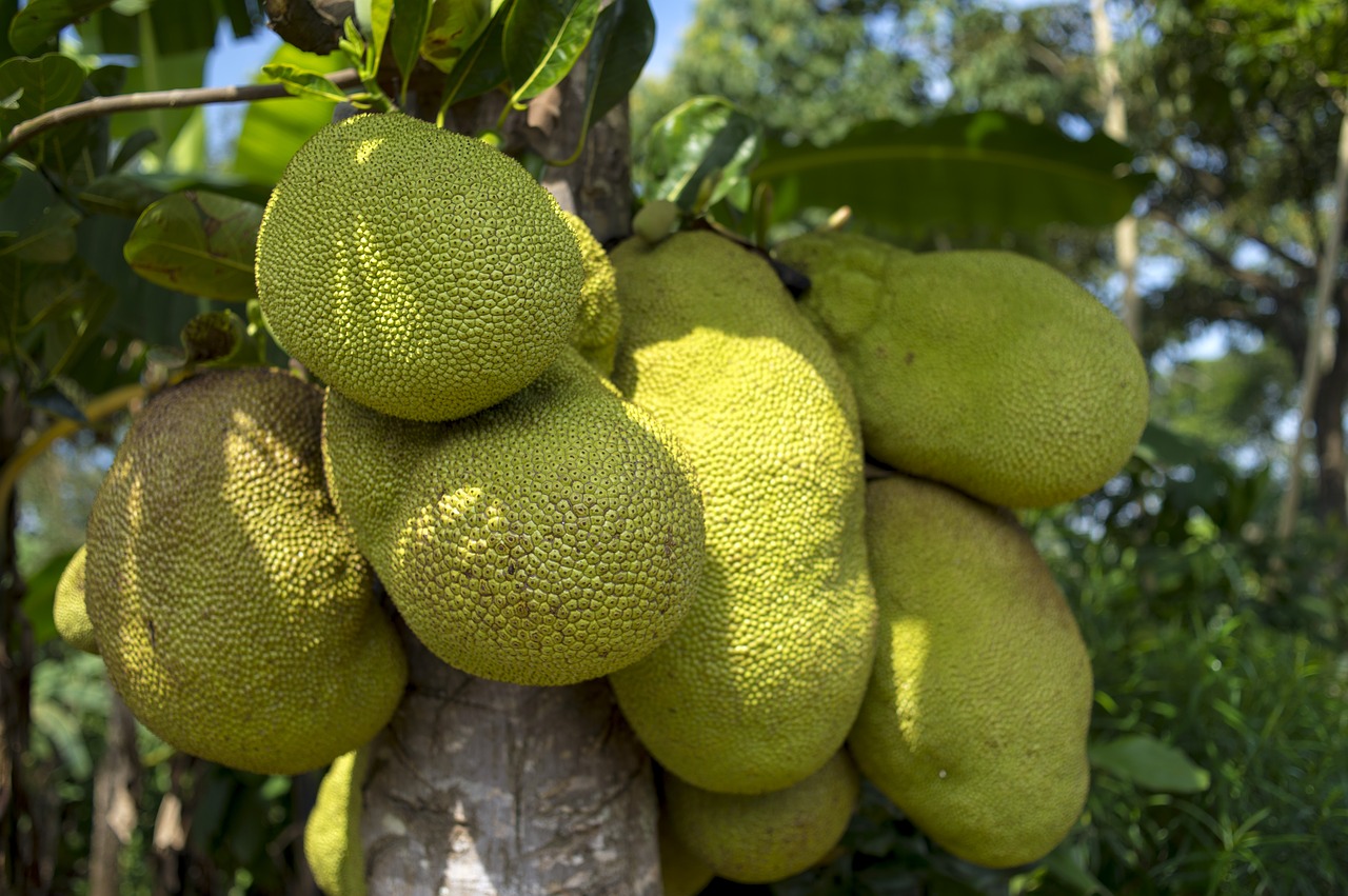 Image - jackfruit tree african green