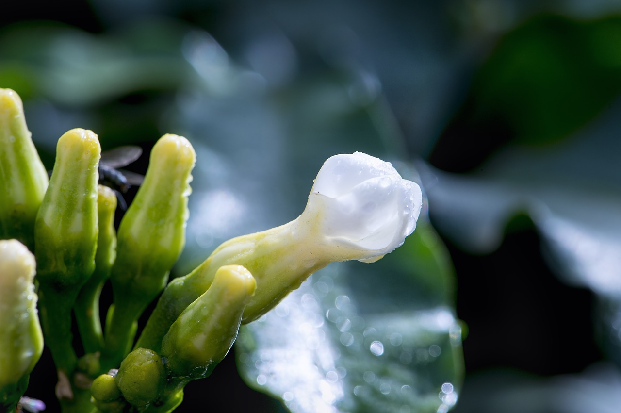 Image - macro flower wet white botanical