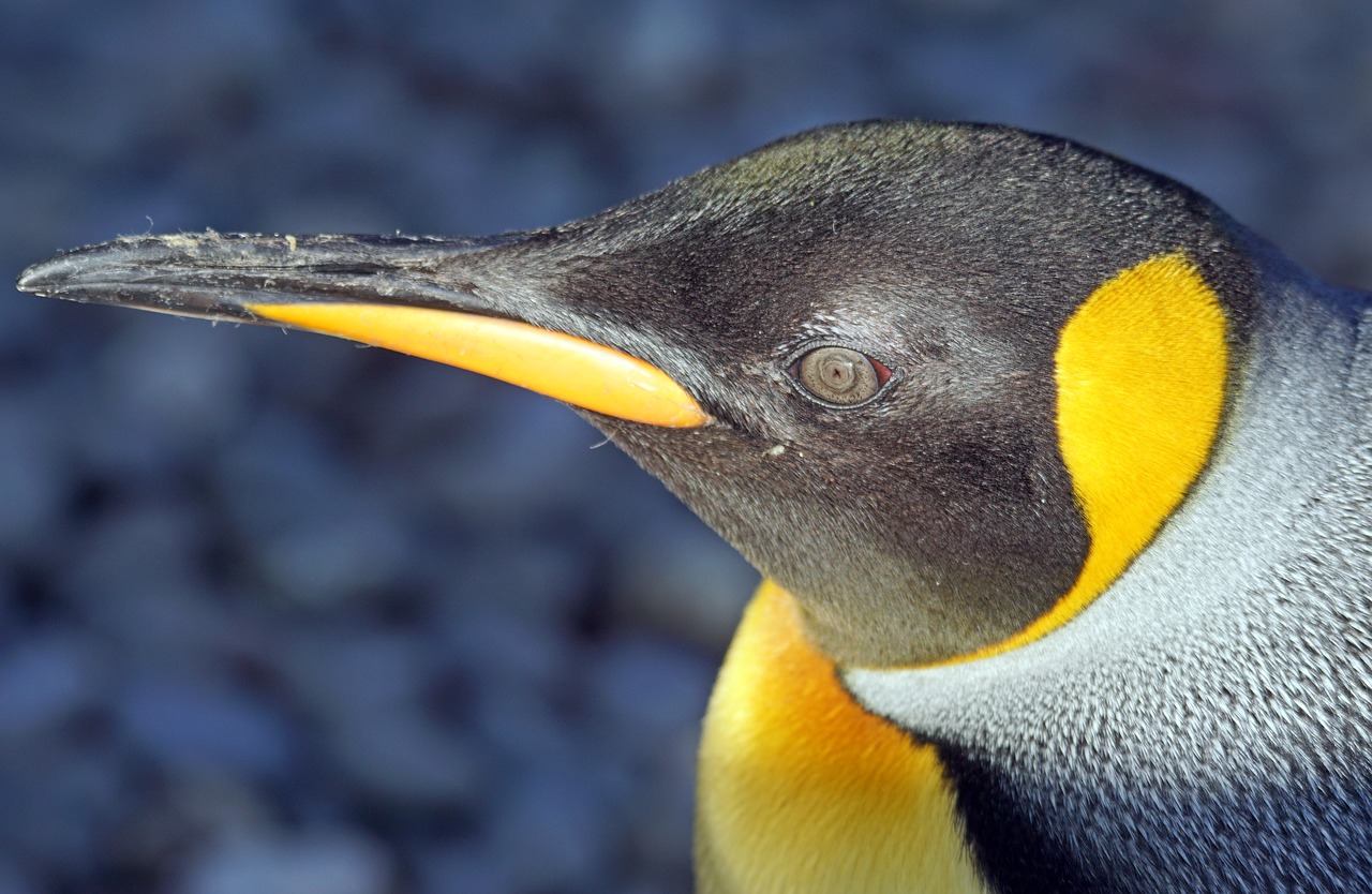 Image - penguin king penguin big penguin