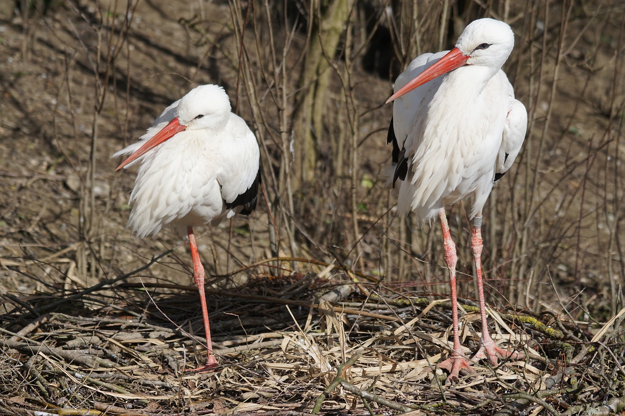 Image - stork white stork rattle stork bird