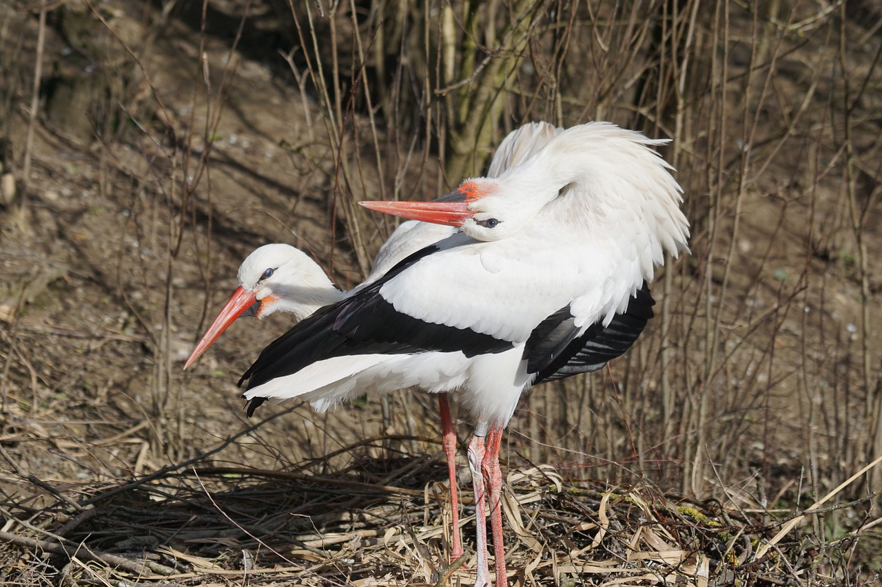 Image - stork white stork rattle stork bird