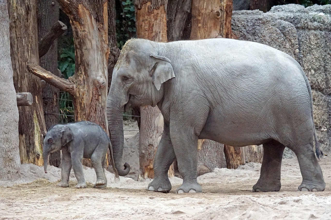 Image - asian elephant young animal calf