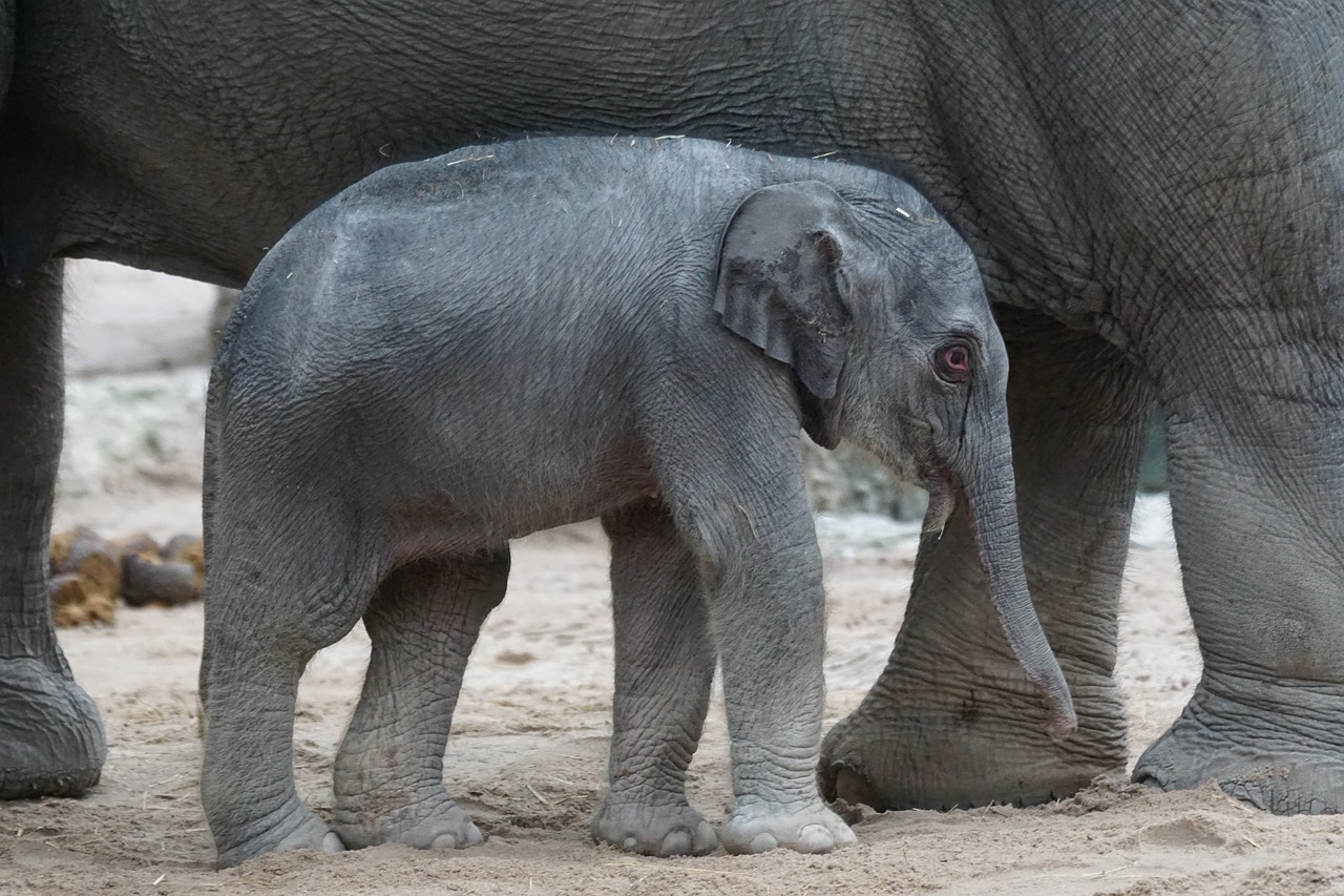 Image - asian elephant young animal calf