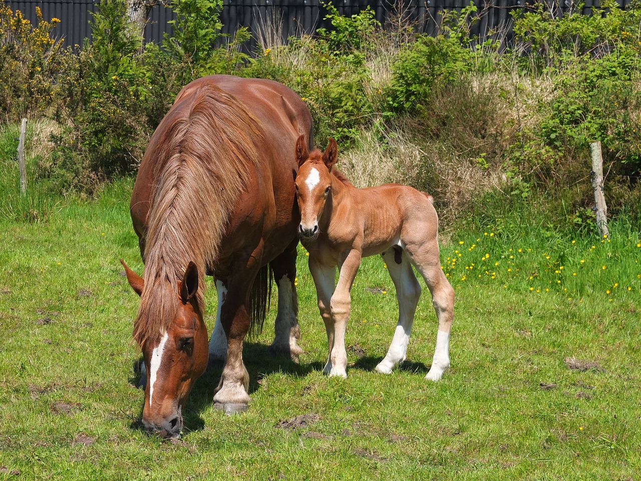 Image - horses mare foal prairie pre