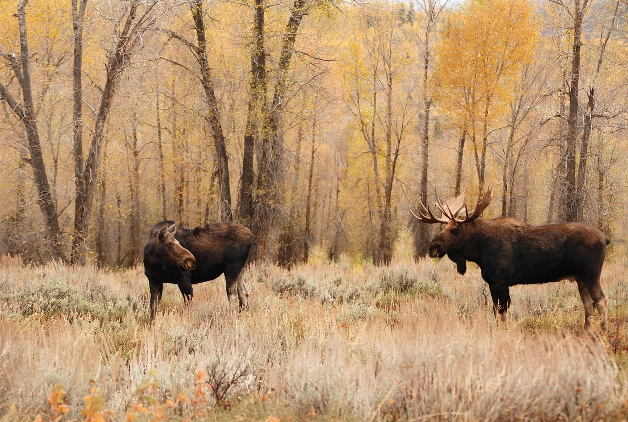 Image - moose bull cow male female