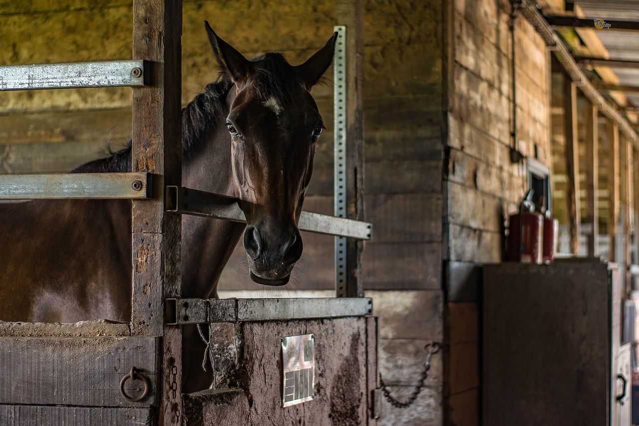 Image - horse horses animal