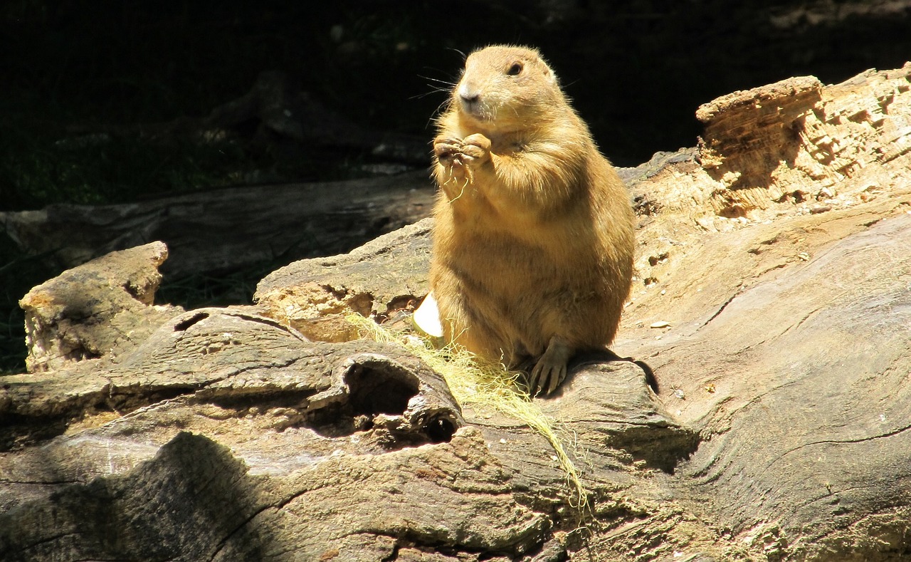 Image - prairie dog portrait close up cute