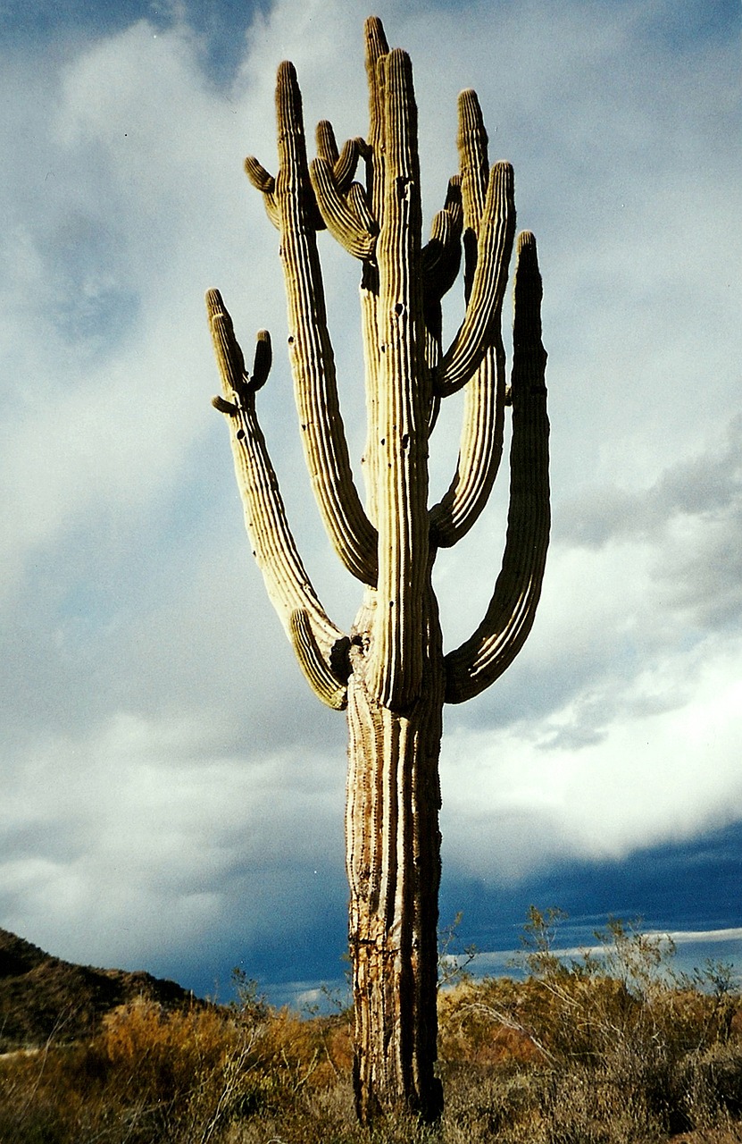 Image - cactus suguaro desert arizona