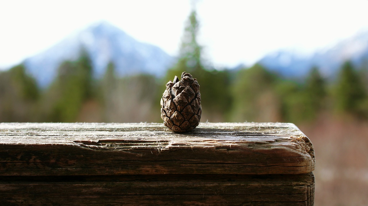 Image - pine cones small mountains panorama