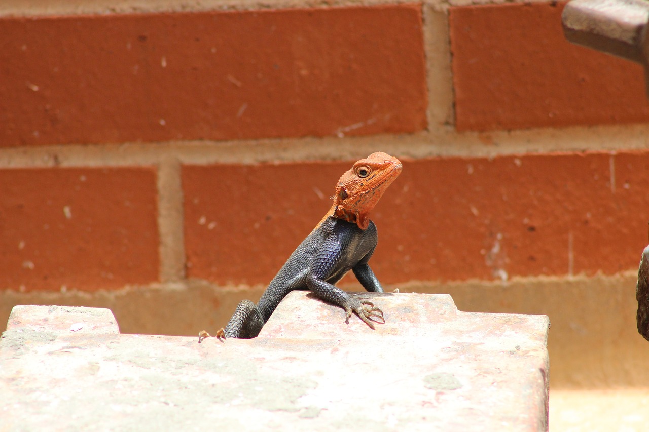 Image - agama lizard animal nature