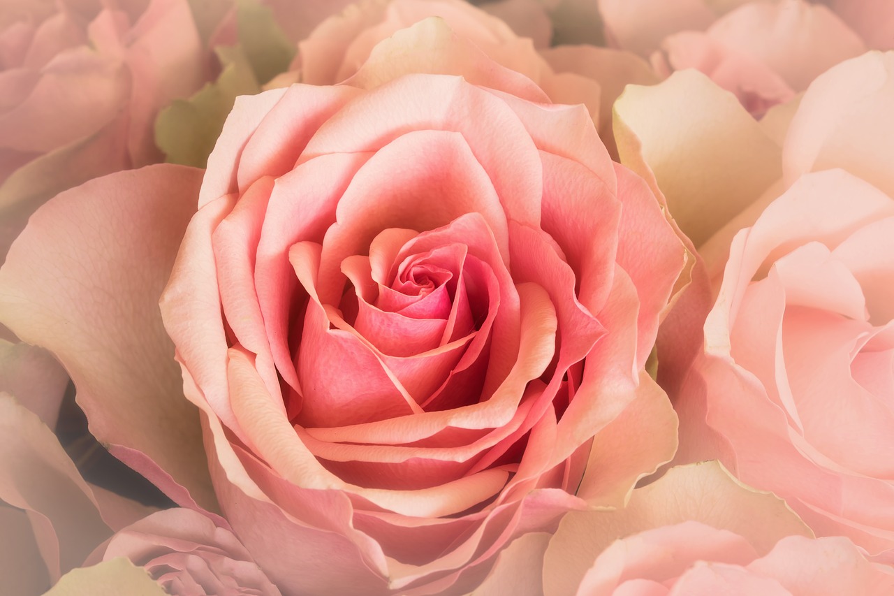 Image - nature emotions flowers roses