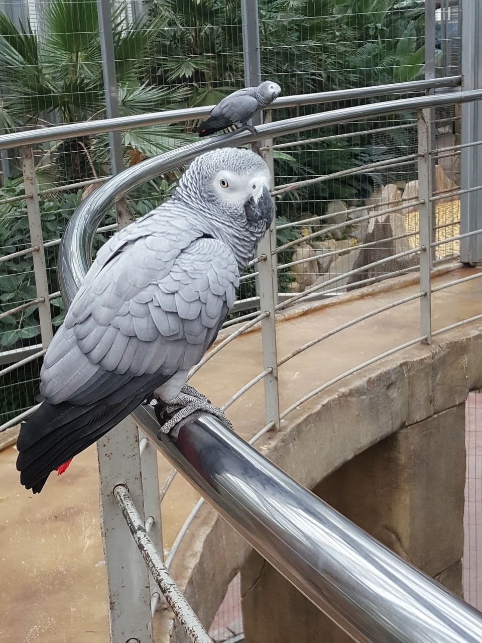 Image - new parrot birds