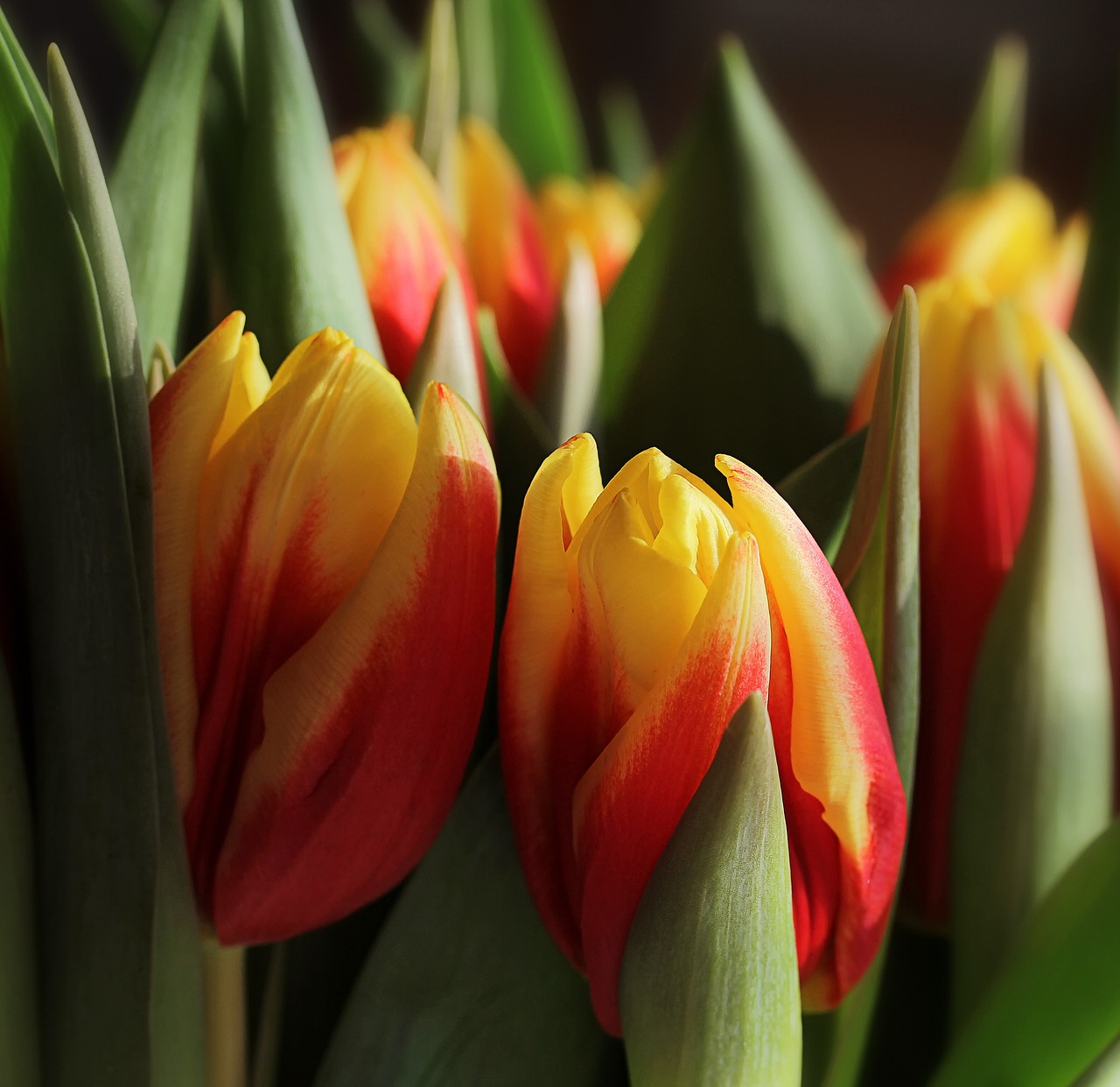 Image - nature spring easter tulips tulipa