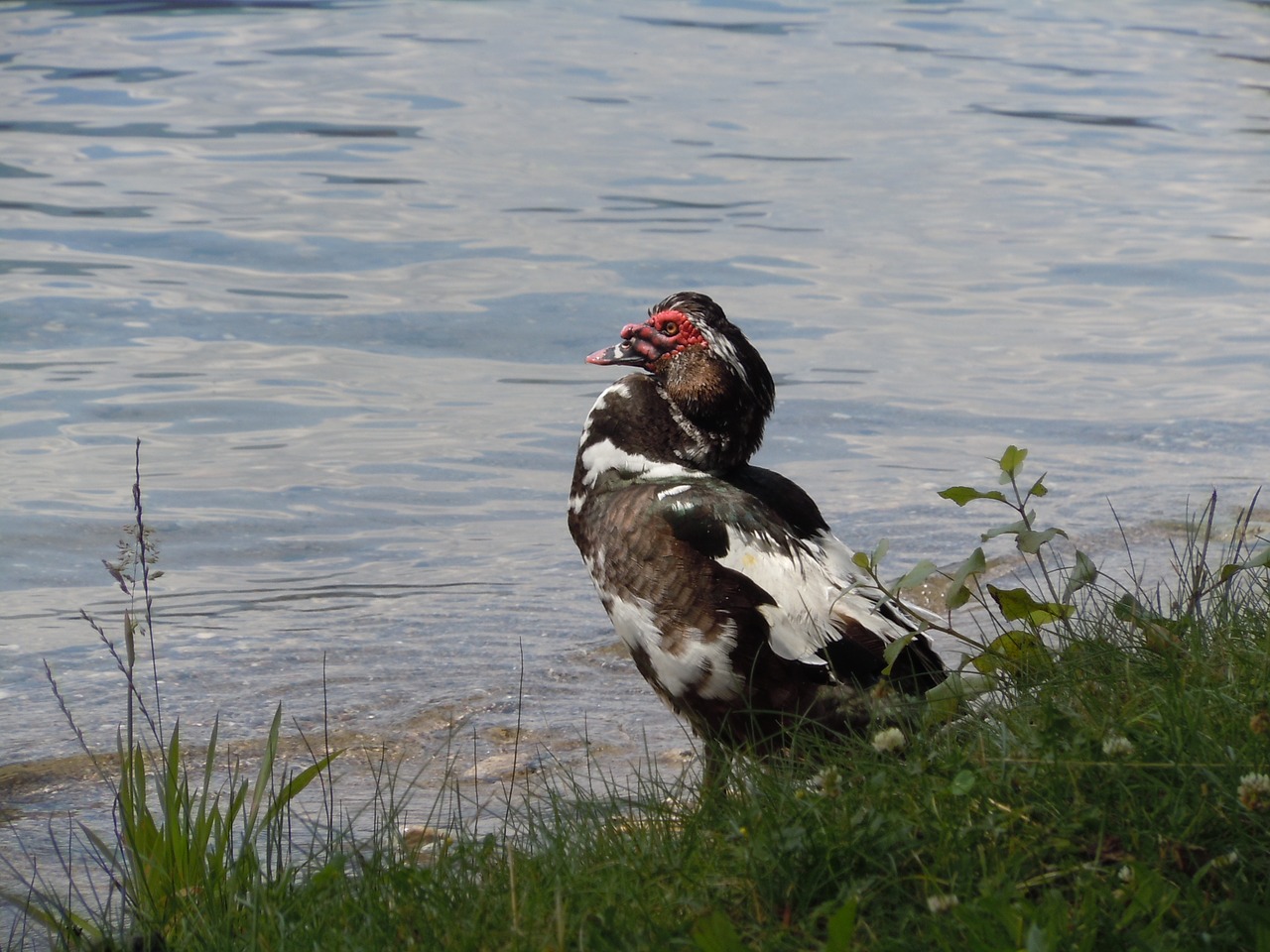 Image - duck warzente lake summer nature