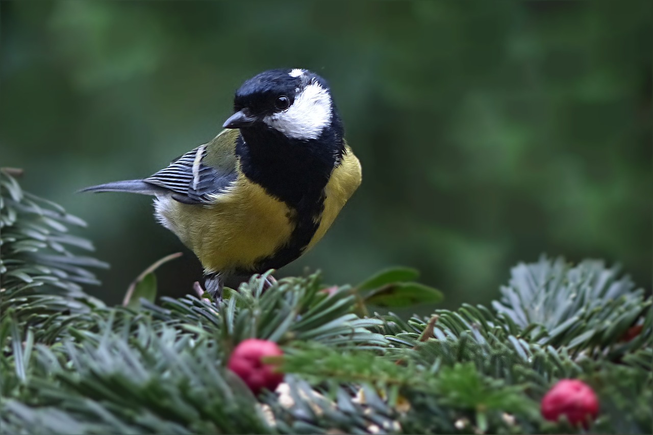 Image - bird tit parus major foraging