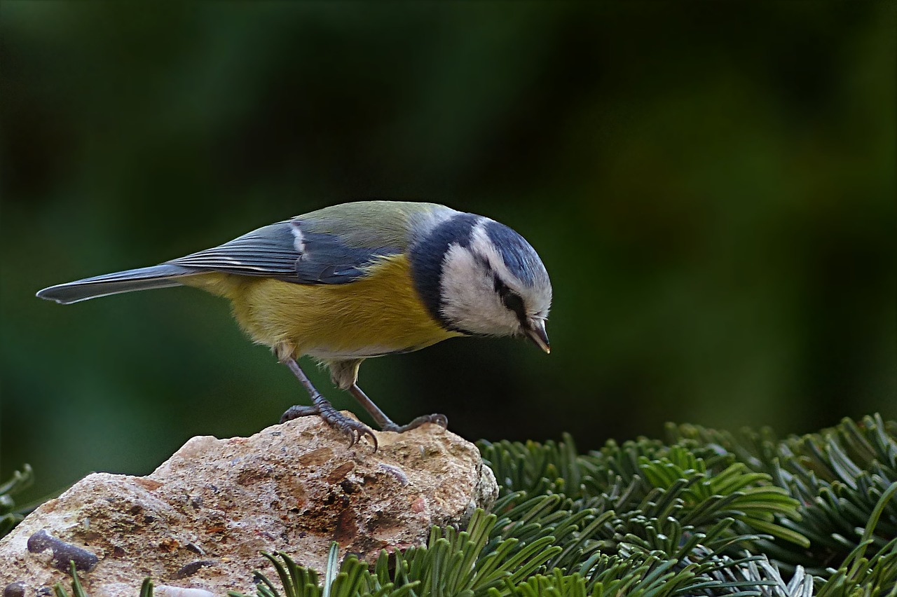 Image - bird tit blue tit