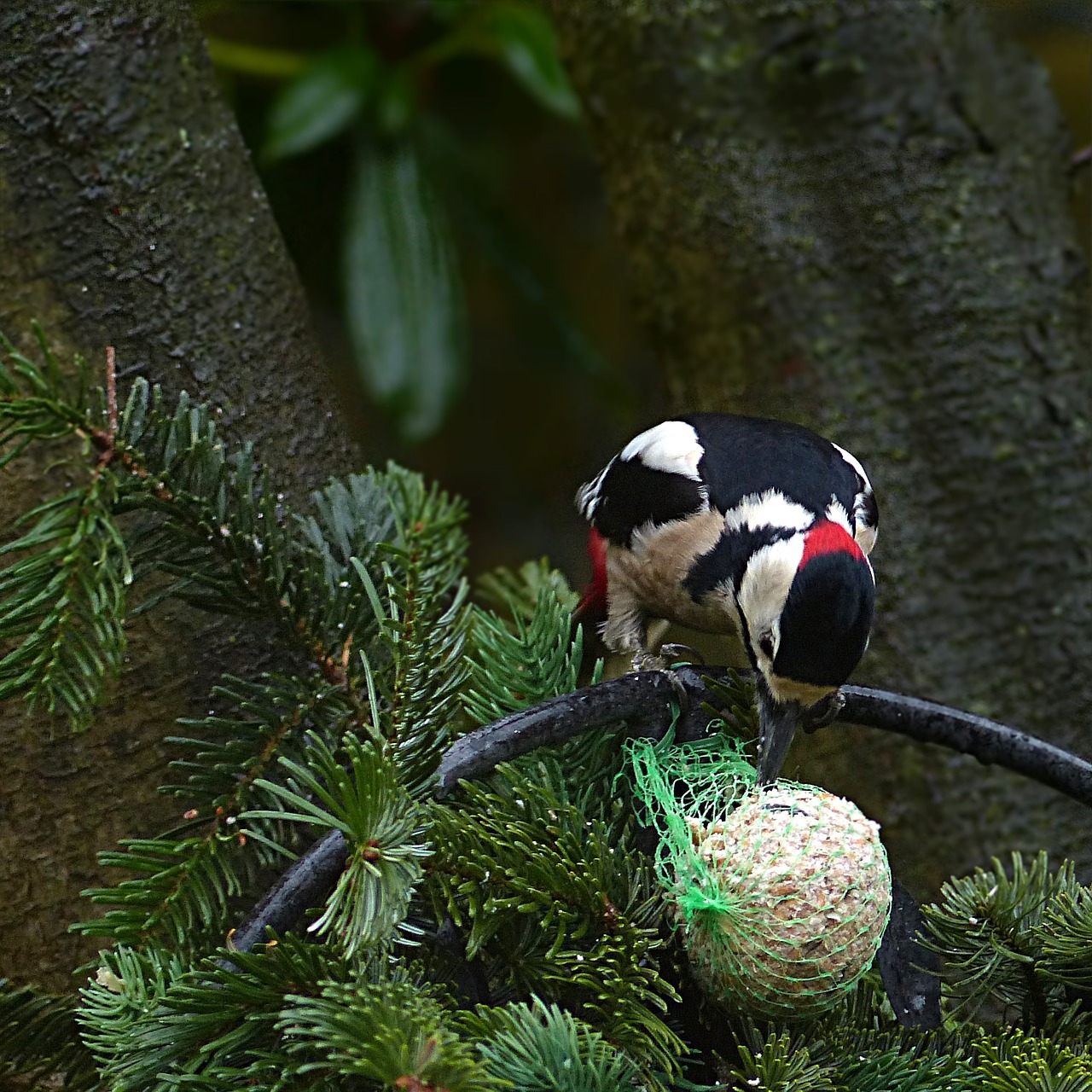 Image - bird great spotted woodpecker