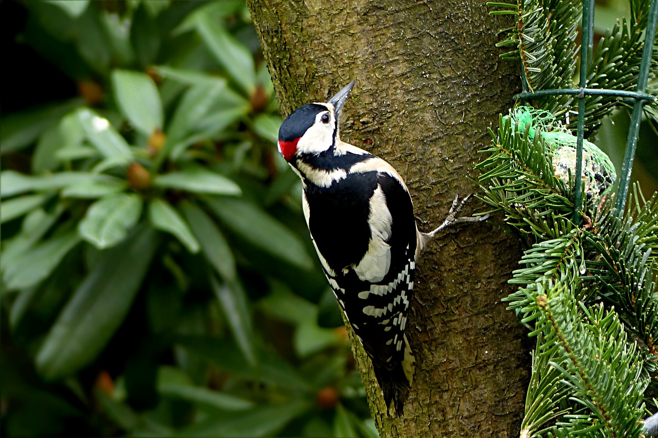 Image - bird great spotted woodpecker