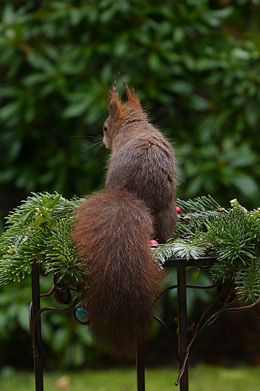 Image - animal rodent squirrel
