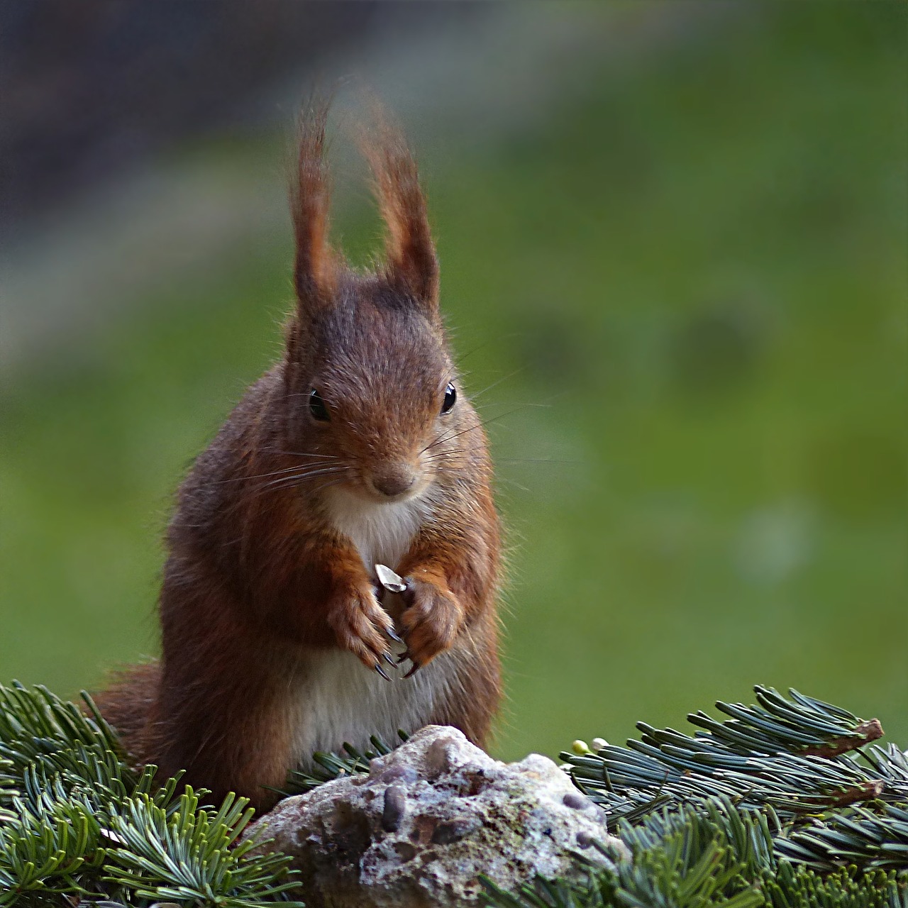 Image - animal rodent squirrel