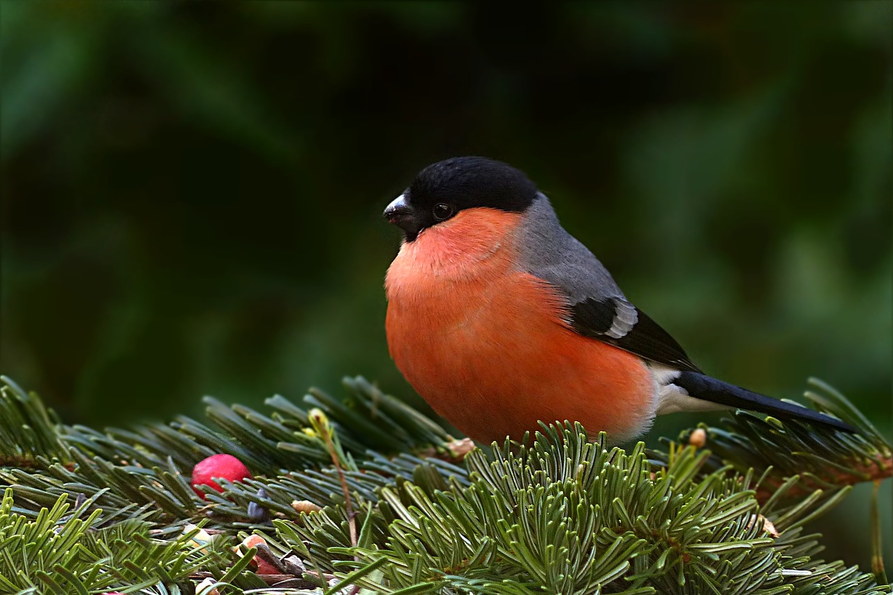 Image - bird bullfinch males pyrrhula