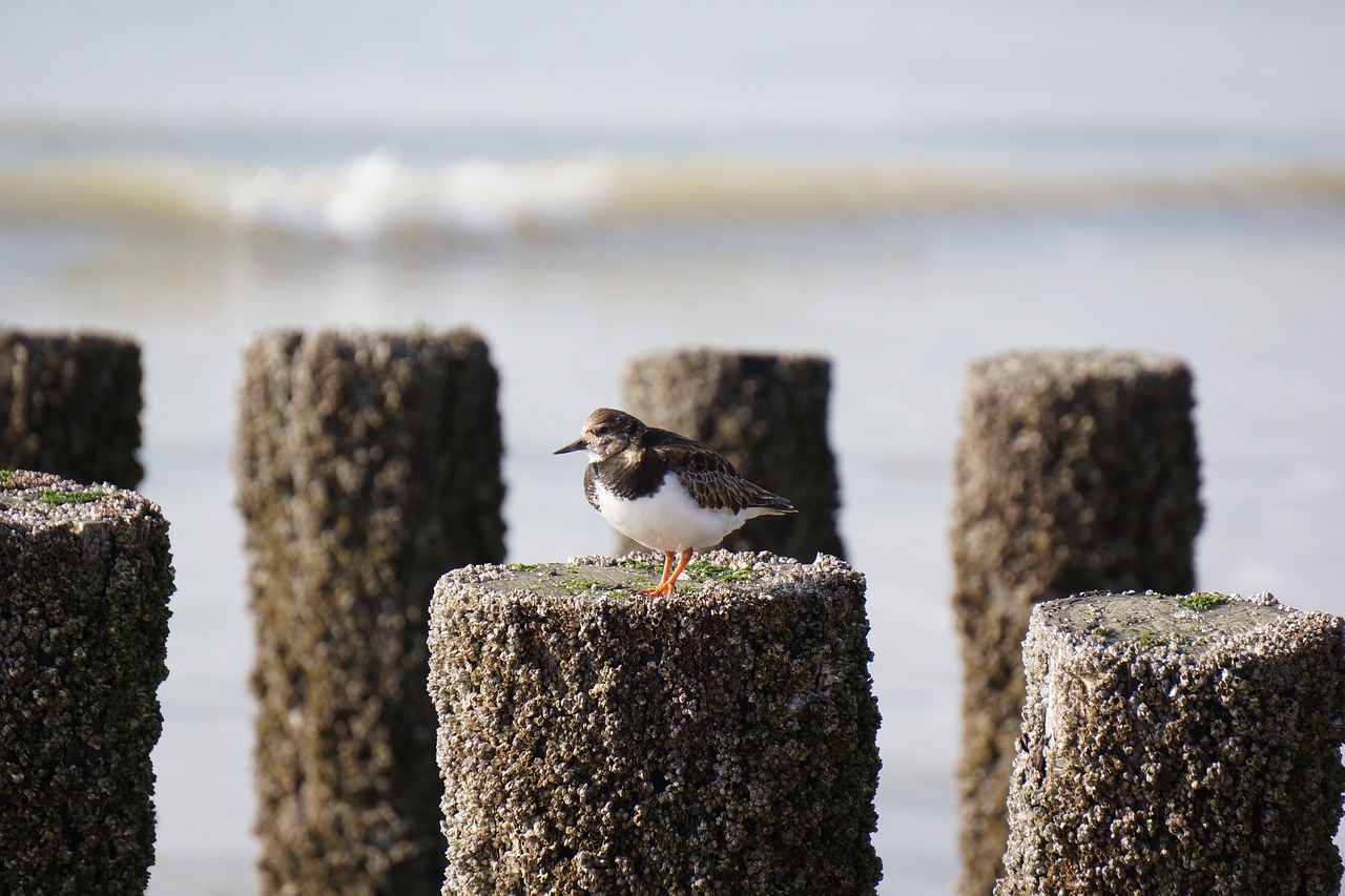 Image - ringed plover sea sandpiper bird