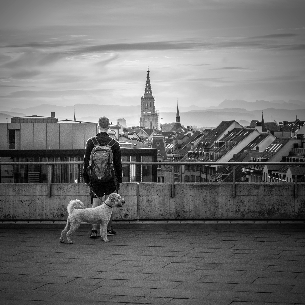 Image - dog bern city view man white dog