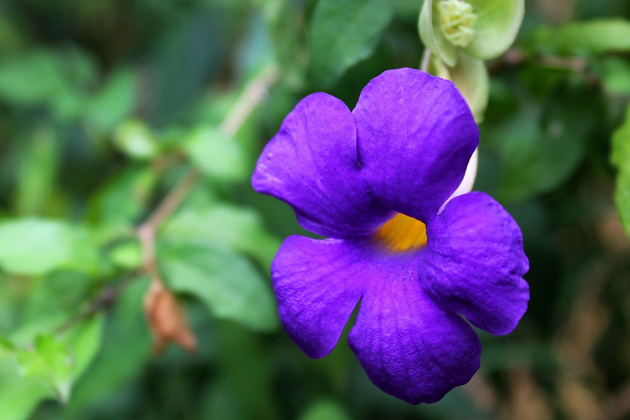 Image - flower flora beautiful violet wild