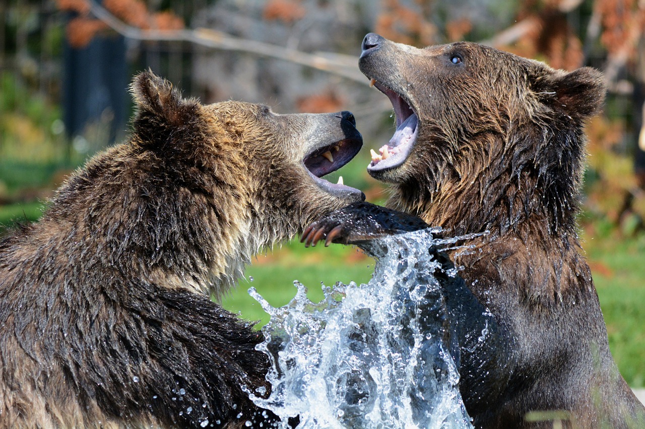 Image - grizzly bears playing sparring