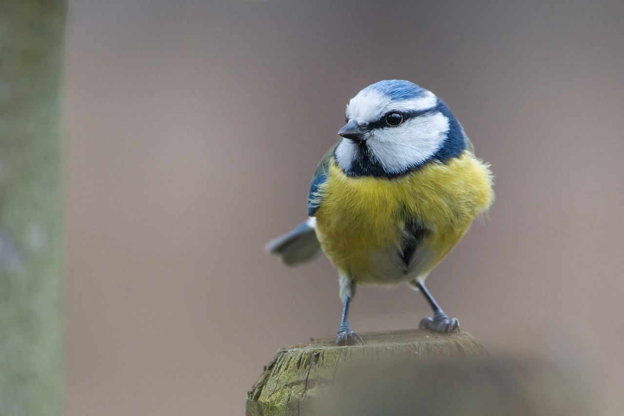 Image - blue tit bird paridae