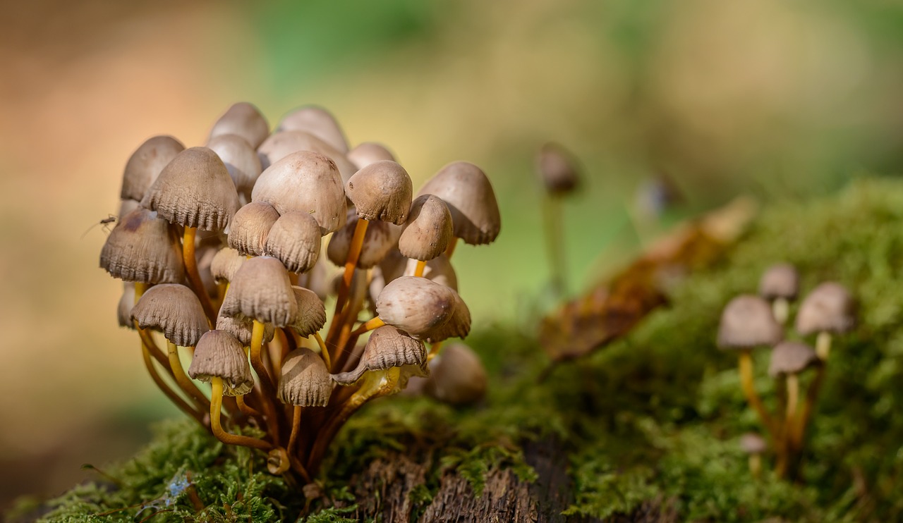 Image - mushrooms forest moss macro close